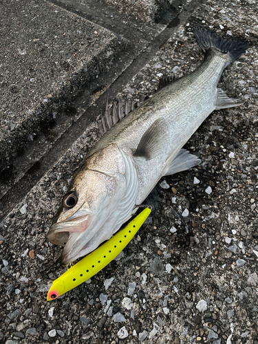 シーバスの釣果