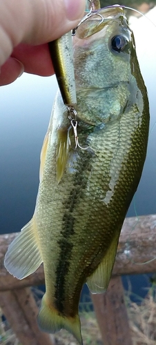 ブラックバスの釣果