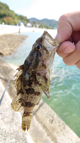 タケノコメバルの釣果