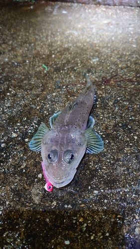 イネゴチの釣果