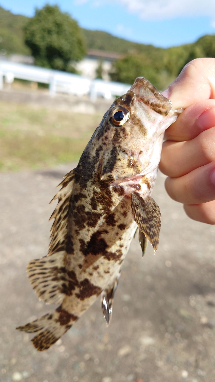 タケノコメバル