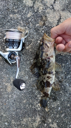 タケノコメバルの釣果