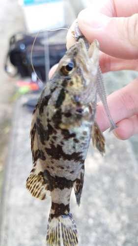 タケノコメバルの釣果