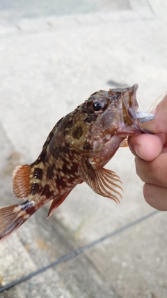 カサゴの釣果