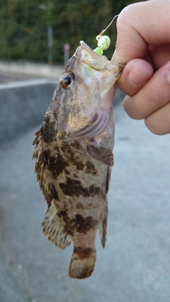 タケノコメバルの釣果