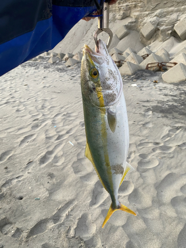 イナダの釣果