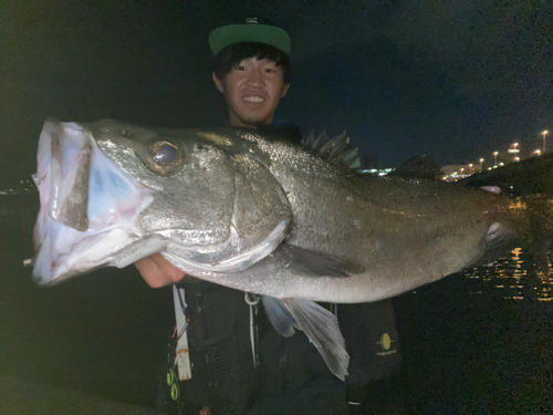 ヒラスズキの釣果