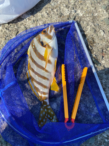 タカノハダイの釣果