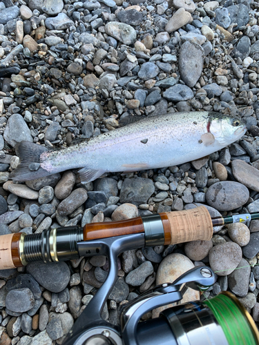 ニジマスの釣果