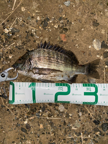 チヌの釣果