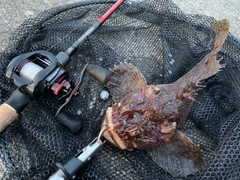 トウベツカジカの釣果