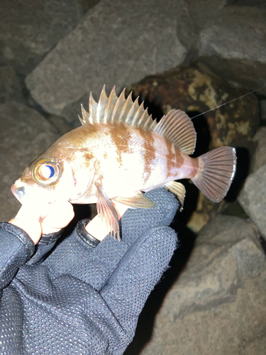 シロメバルの釣果