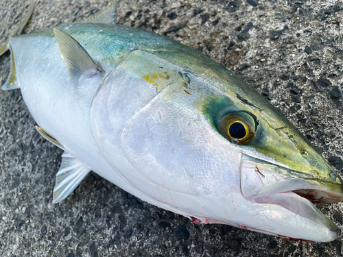 ブリの釣果