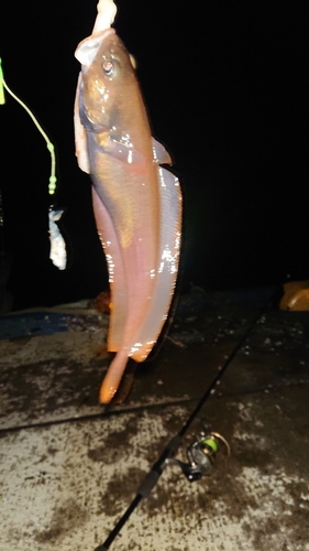 ドンコの釣果