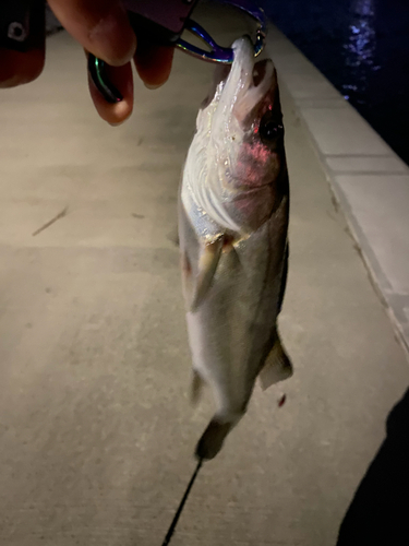 セイゴ（マルスズキ）の釣果