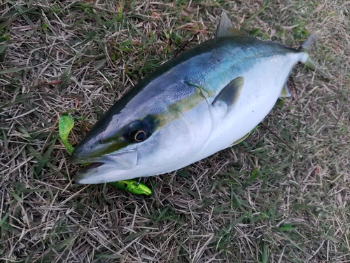 イナダの釣果