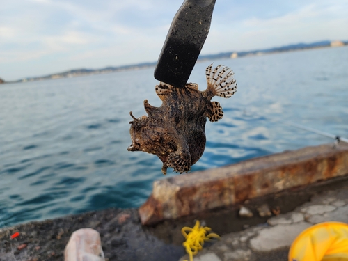 チョウチンアンコウの釣果