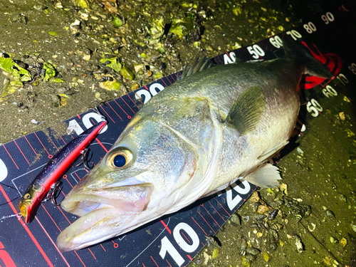 シーバスの釣果