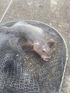 アブラコの釣果