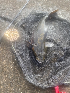 アブラコの釣果