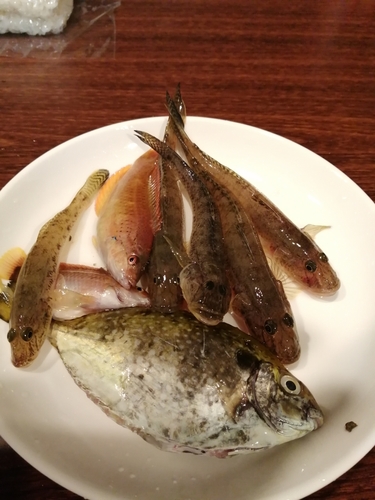 ハゼの釣果