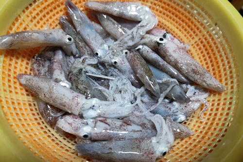 ヒイカの釣果