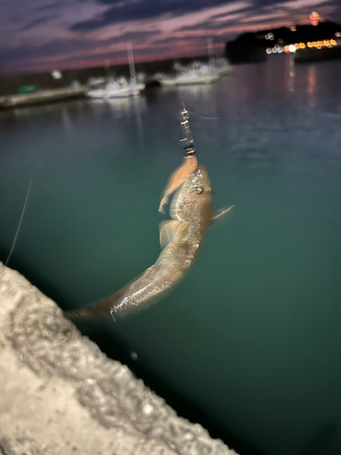 ハゼの釣果