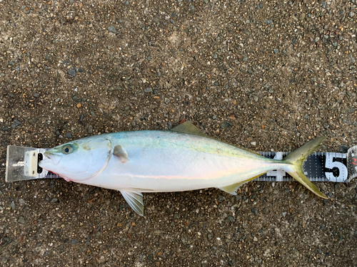 ハマチの釣果