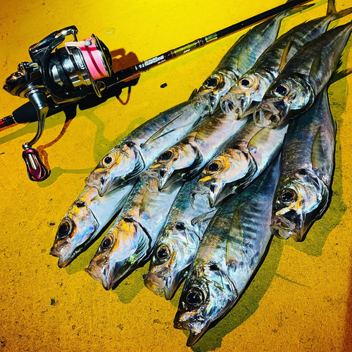 島根県で釣れたアジの釣り・釣果情報 - アングラーズ