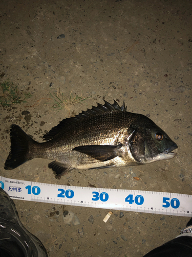 チヌの釣果