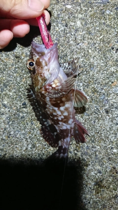 カサゴの釣果