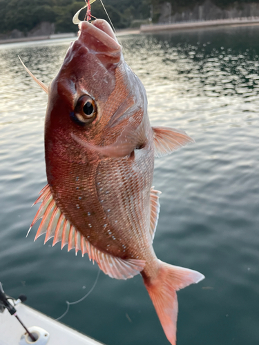 マダイの釣果