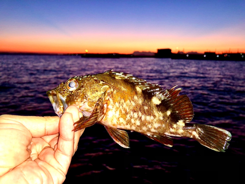 カサゴの釣果