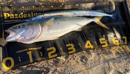 ワラサの釣果