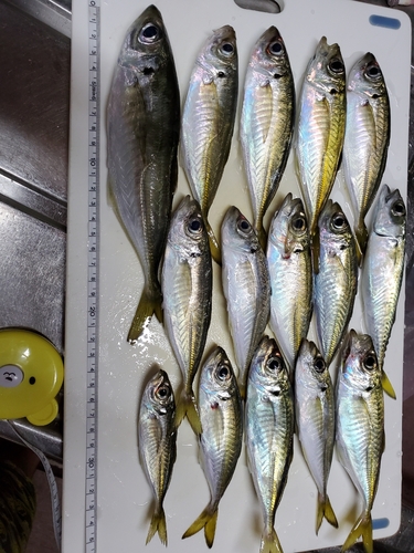 アジの釣果