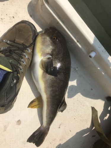 マフグの釣果