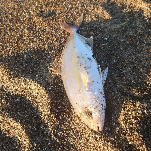 ショゴの釣果