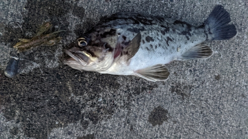 アブラコの釣果