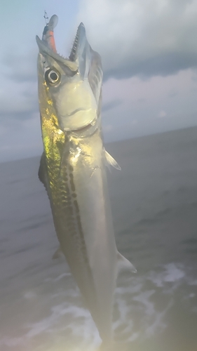 サゴシの釣果