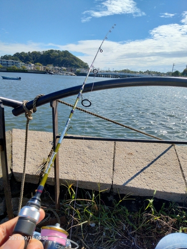 ハゼの釣果