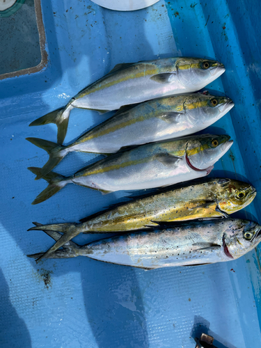 ハマチの釣果