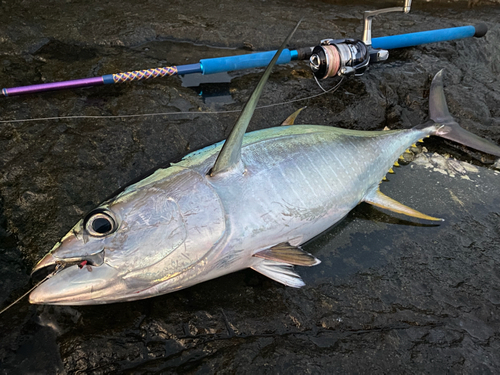 キハダマグロの釣果