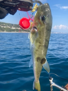 シロサバフグの釣果