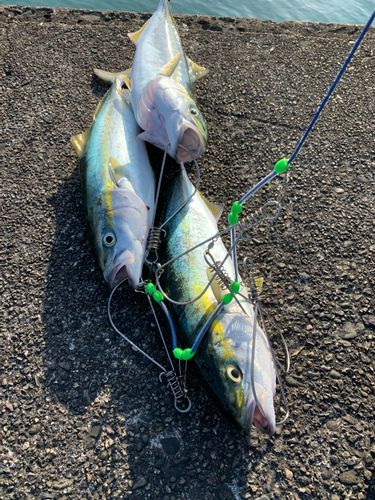 ハマチの釣果