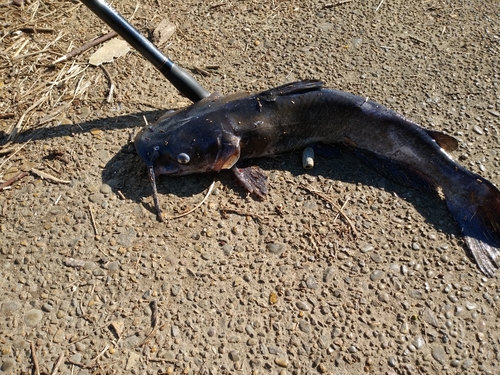 アメリカナマズの釣果