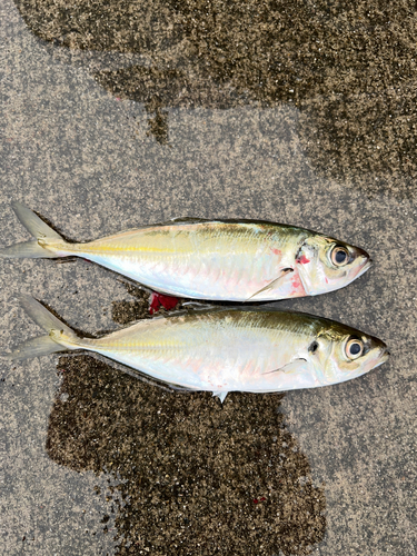 アジの釣果