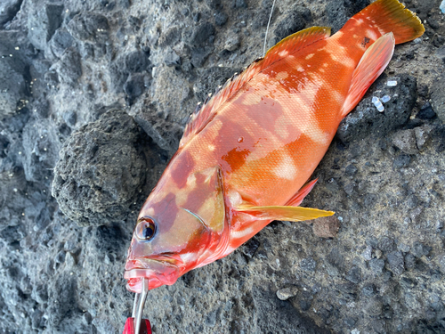 アカハタの釣果