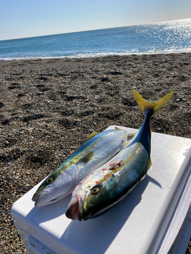 イナダの釣果