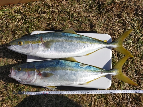 ハマチの釣果