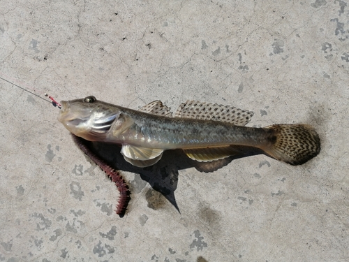 マハゼの釣果